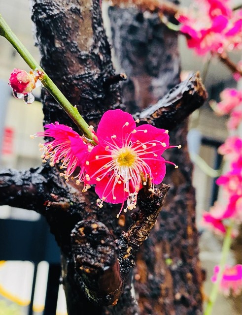 f:id:rcenci:20240302193836j:image f:id:rcenci:20240302193836j:image