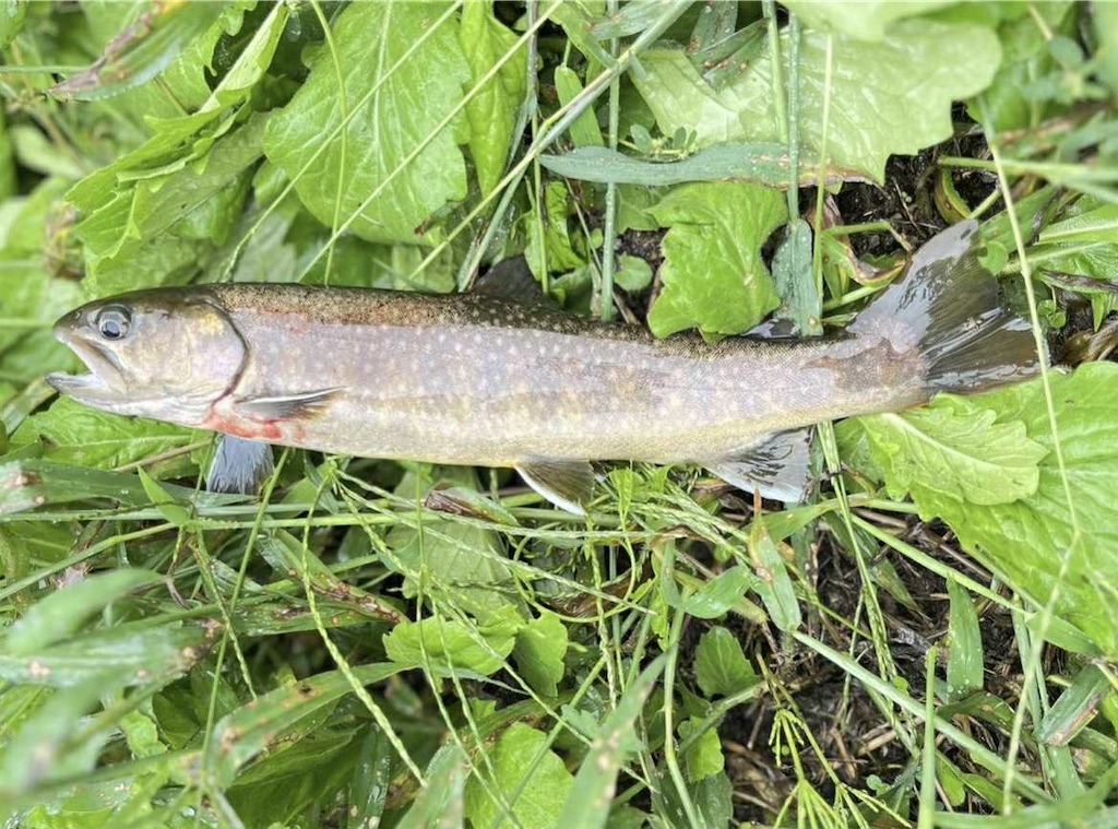 f:id:rcenci:20250914100441j:image f:id:rcenci:20250914100441j:image
