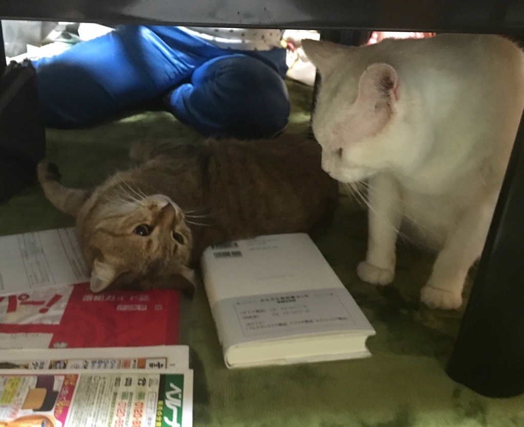 f:id:rd0800235235:20181129014451j:plain