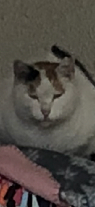 f:id:rd0800235235:20181129014551j:plain