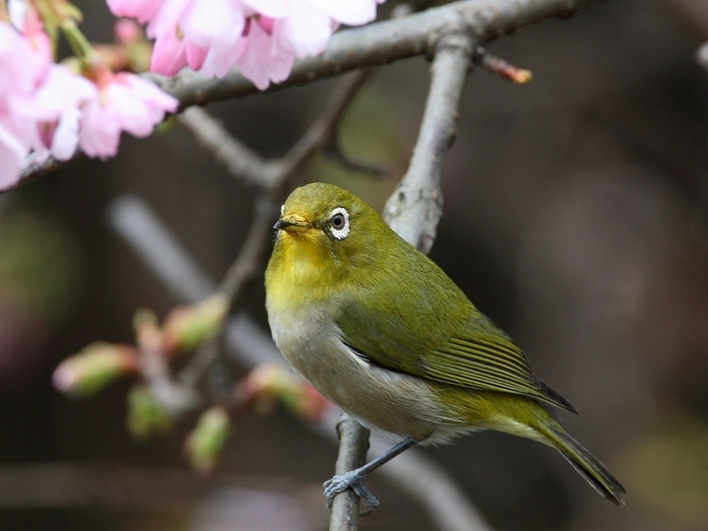 f:id:re0040-22:20120204090356j:image