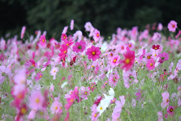 f:id:re0040-22:20121014061028j:image