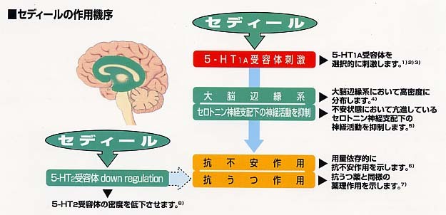 セディールの作用機序