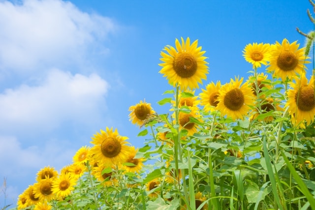 f:id:reache555:20200817182051j:plain f:id:reache555:20200817182051j:plain