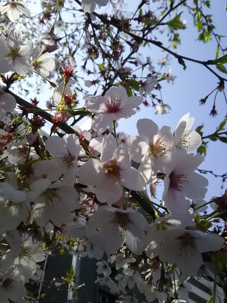 f:id:reachme:20180402134235j:plain f:id:reachme:20180402134235j:plain