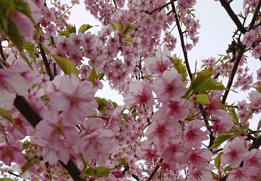 f:id:reachme:20190311145408j:plain f:id:reachme:20190311145408j:plain