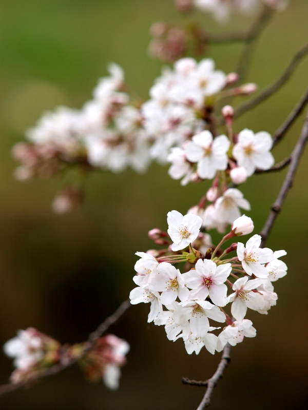 f:id:read_aida:20090331141957j:image:w300