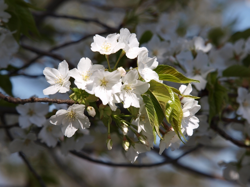 f:id:read_aida:20090402140504j:image:w400