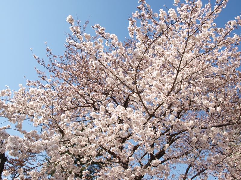f:id:read_aida:20090402142153j:image:w400
