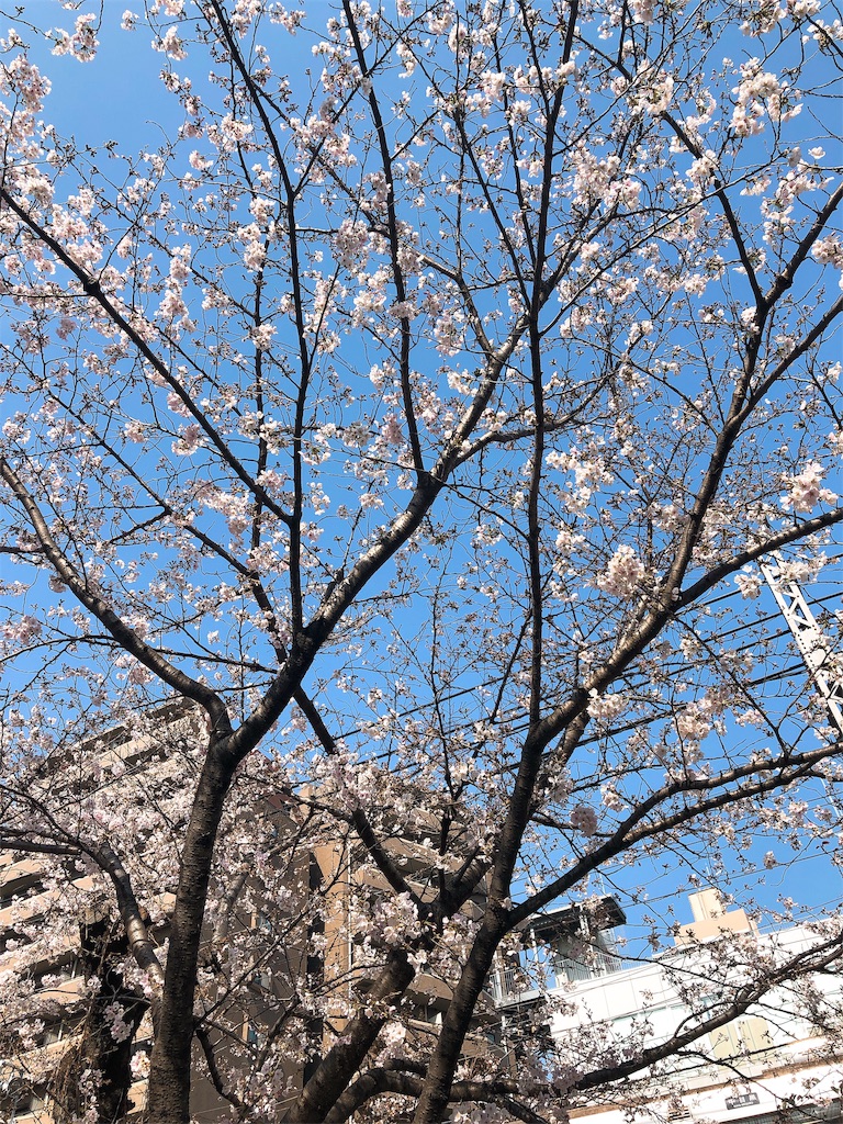 f:id:realaipeepoo:20190325223122j:image