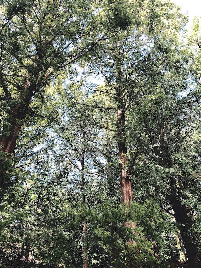 f:id:realaipeepoo:20190916085011j:image f:id:realaipeepoo:20190916085011j:image