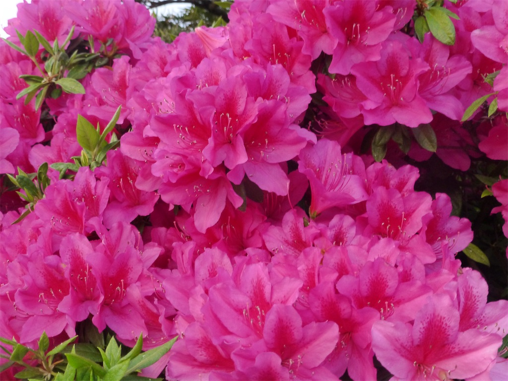 f:id:realheart:20200506173749j:image f:id:realheart:20200506173749j:image