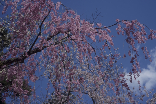 f:id:rebirth12:20150424224249j:image