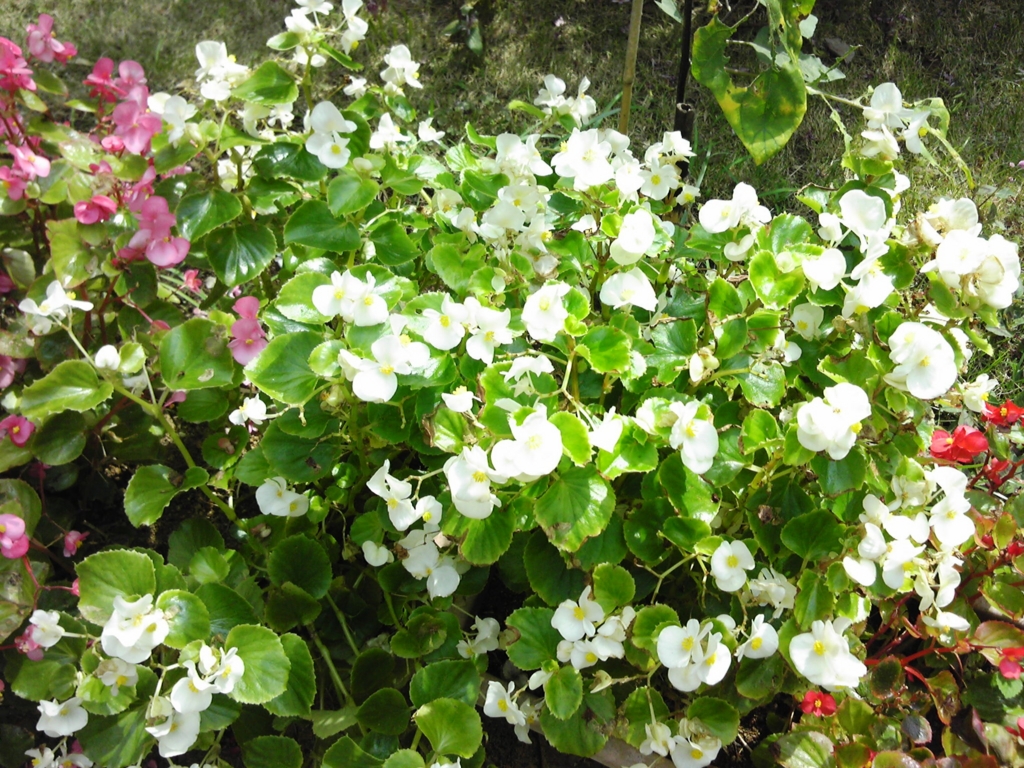 f:id:recoca1940:20161021164516j:plain