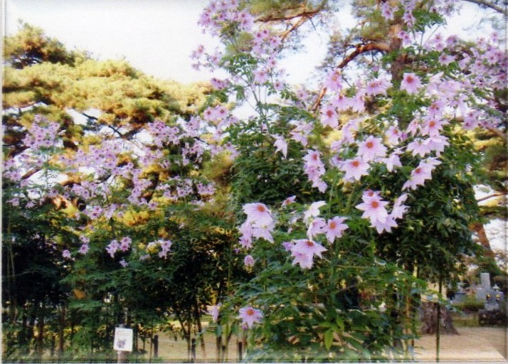 f:id:recoca1940:20161031175507j:plain