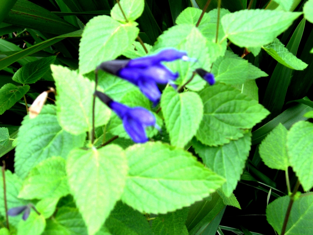 f:id:recoca1940:20161127205540j:plain