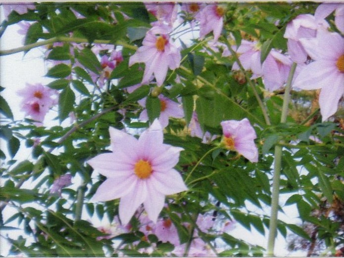 f:id:recoca1940:20161201183303j:plain