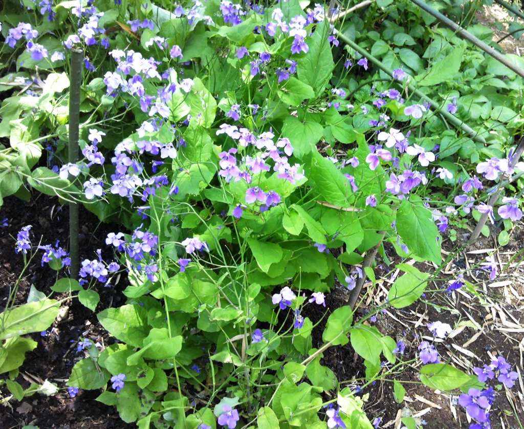 f:id:recoca1940:20170428215641j:plain