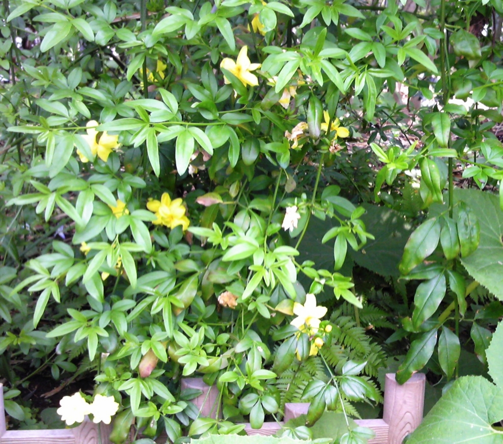f:id:recoca1940:20170428215746j:plain