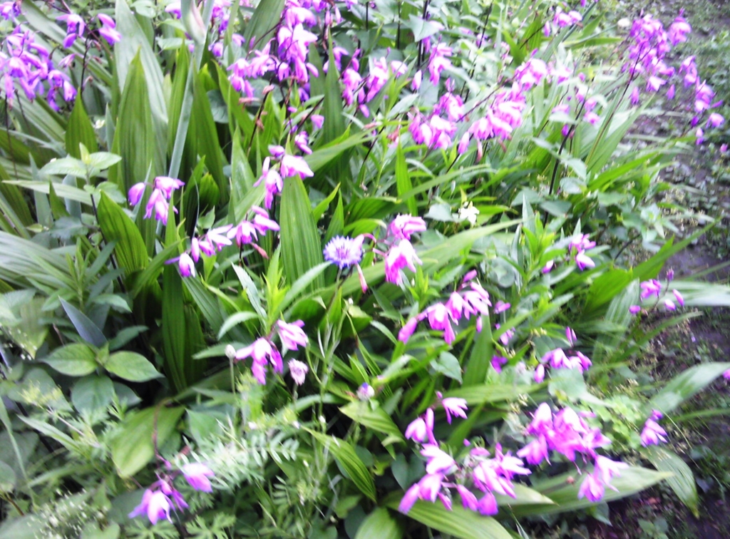f:id:recoca1940:20170517075542j:plain f:id:recoca1940:20170517075542j:plain
