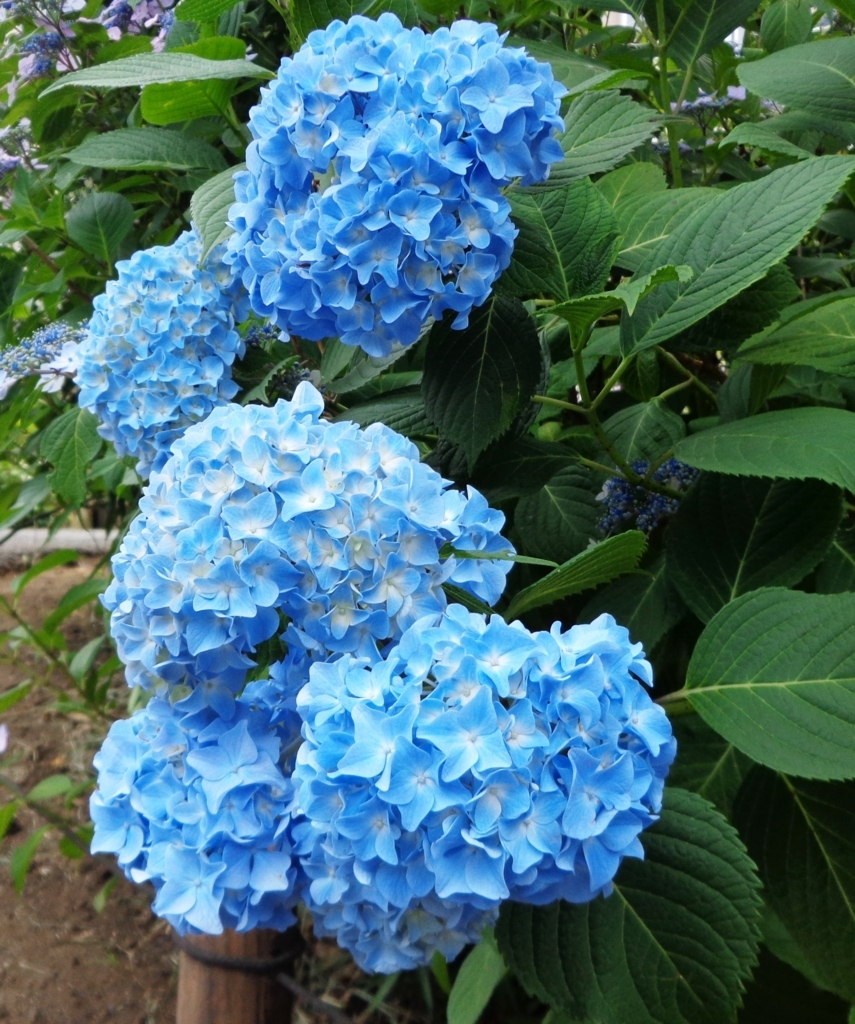 f:id:recoca1940:20170610092815j:plain