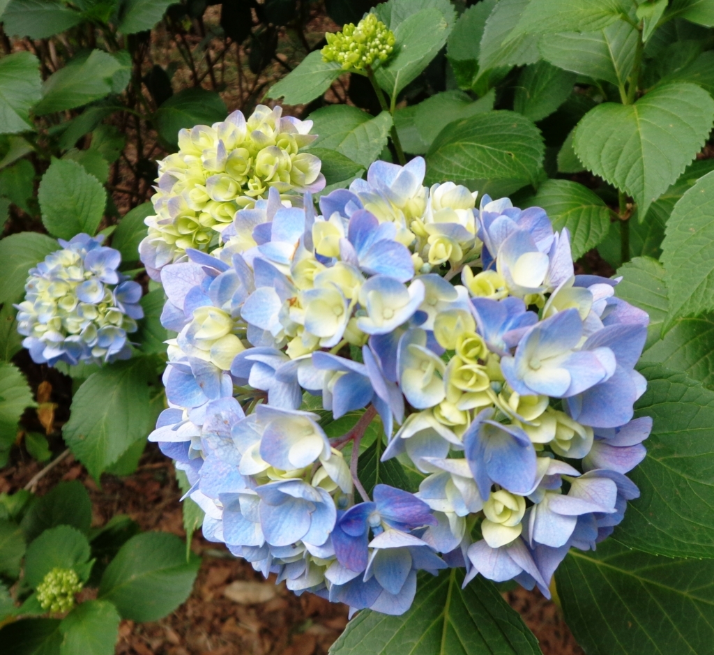 f:id:recoca1940:20170610092919j:plain
