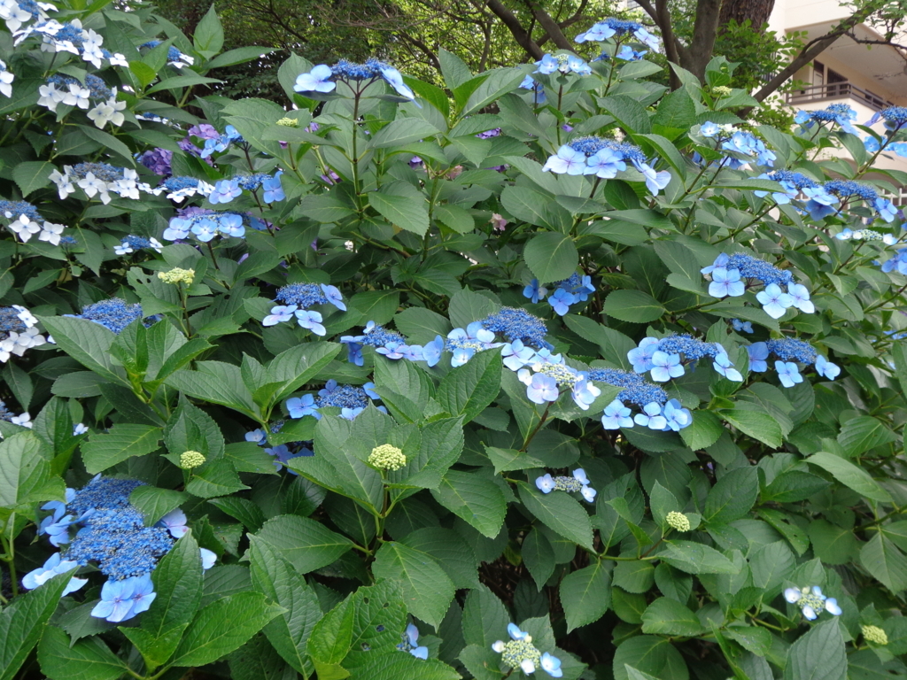 f:id:recoca1940:20170630080950j:plain