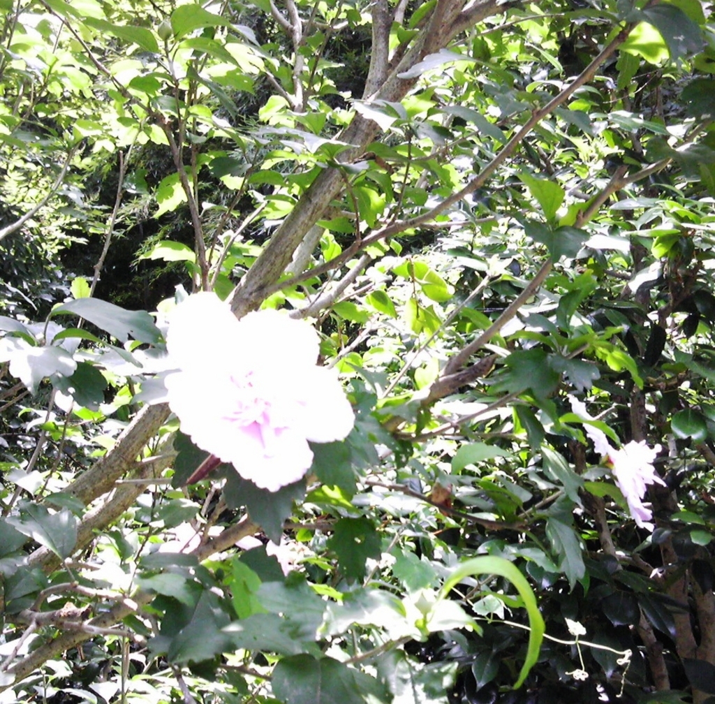 f:id:recoca1940:20170730121826j:plain f:id:recoca1940:20170730121826j:plain