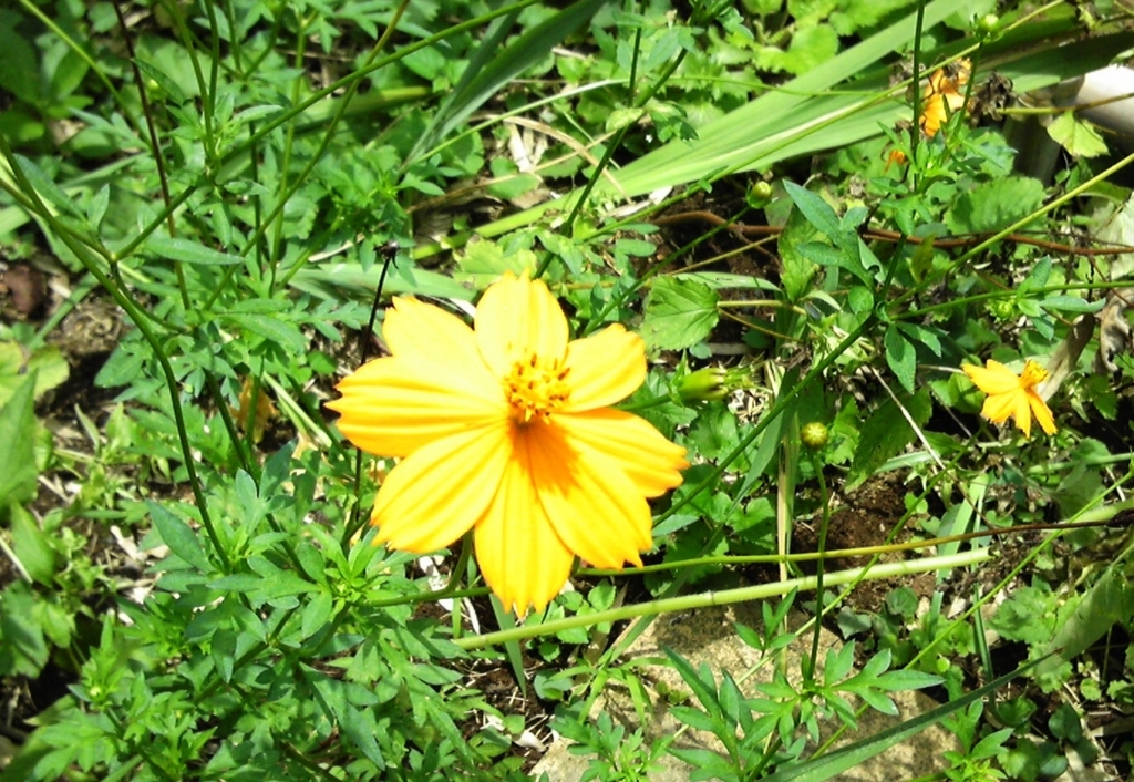f:id:recoca1940:20170730121923j:plain f:id:recoca1940:20170730121923j:plain