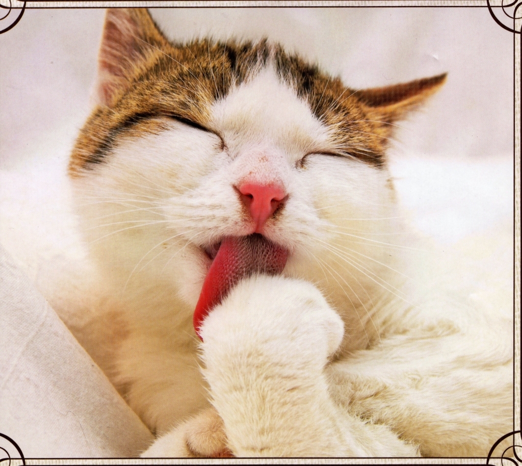 f:id:recoca1940:20170901103339j:plain f:id:recoca1940:20170901103339j:plain