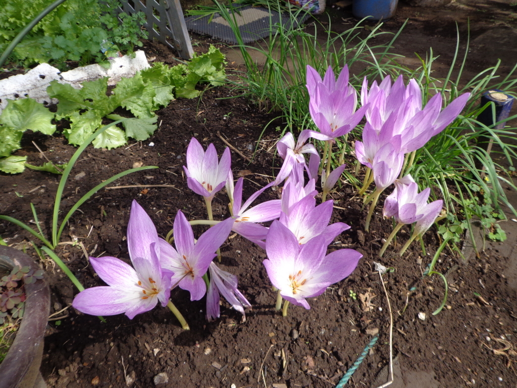 f:id:recoca1940:20171003120644j:plain