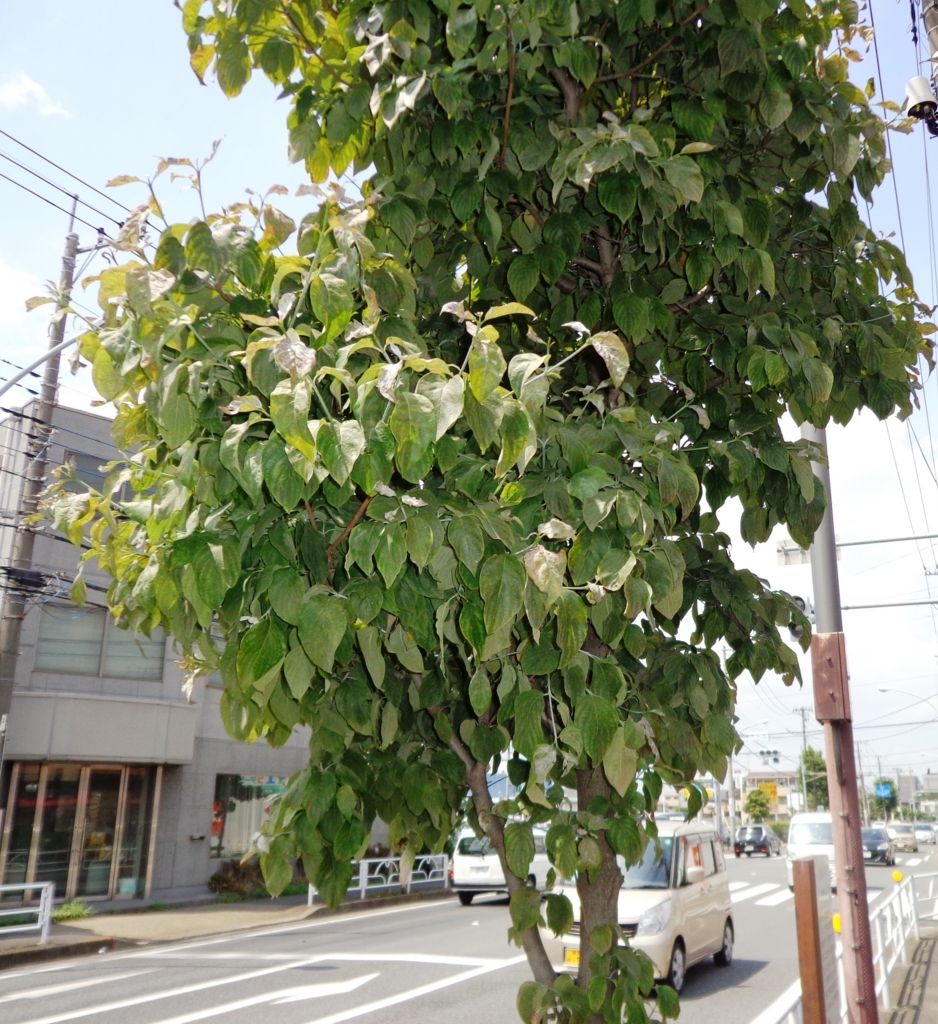 f:id:recoca1940:20171018194803j:plain f:id:recoca1940:20171018194803j:plain