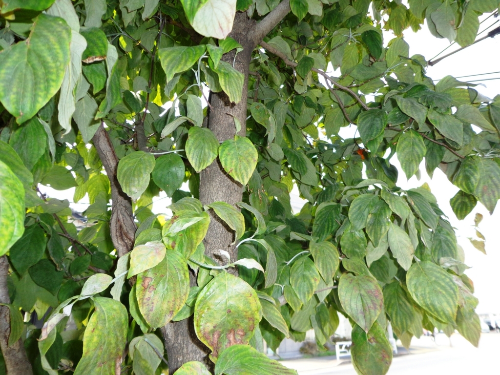 f:id:recoca1940:20171018194924j:plain f:id:recoca1940:20171018194924j:plain