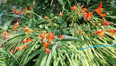 f:id:recoca1940:20180725090150j:plain
