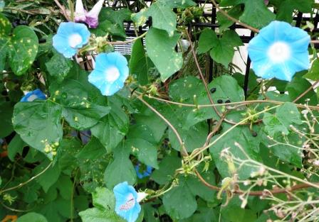 f:id:recoca1940:20180923110538j:plain f:id:recoca1940:20180923110538j:plain