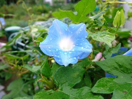 f:id:recoca1940:20180923110553j:plain f:id:recoca1940:20180923110553j:plain