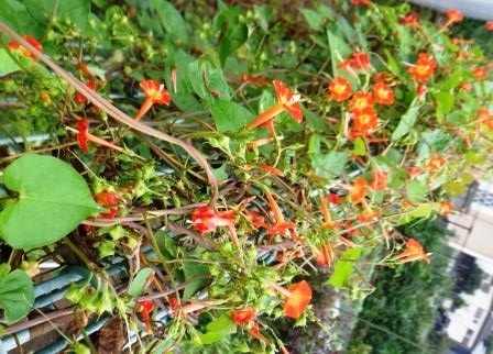 f:id:recoca1940:20180923110616j:plain f:id:recoca1940:20180923110616j:plain