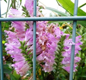 f:id:recoca1940:20180923110718j:plain f:id:recoca1940:20180923110718j:plain