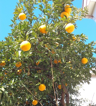 f:id:recoca1940:20190202170515j:plain