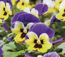 f:id:recoca1940:20190220114539j:plain