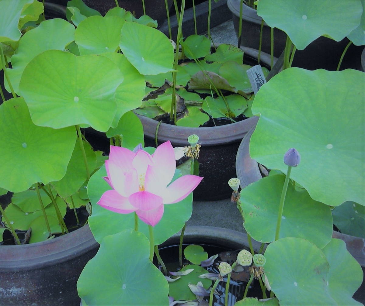 f:id:recoca1940:20190711092209j:plain