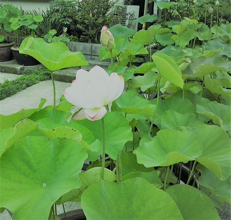 f:id:recoca1940:20190711092343j:plain