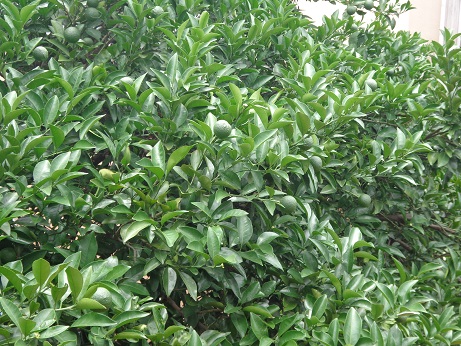 f:id:recoca1940:20190711093048j:plain
