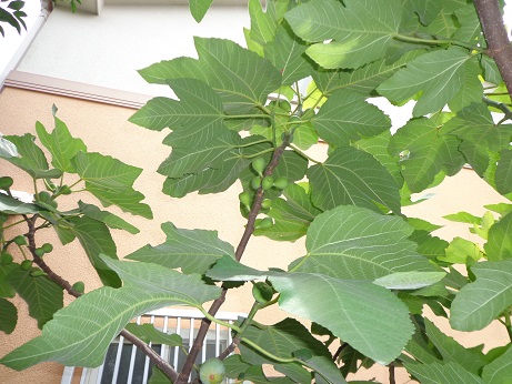 f:id:recoca1940:20190711093120j:plain