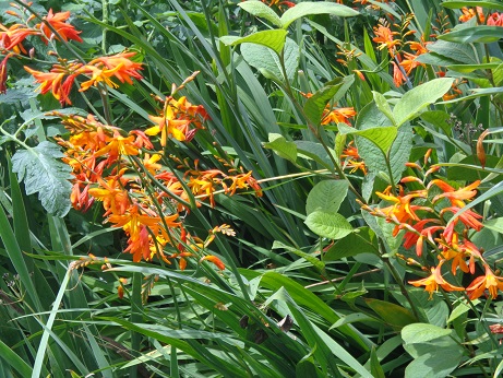 f:id:recoca1940:20190711093244j:plain
