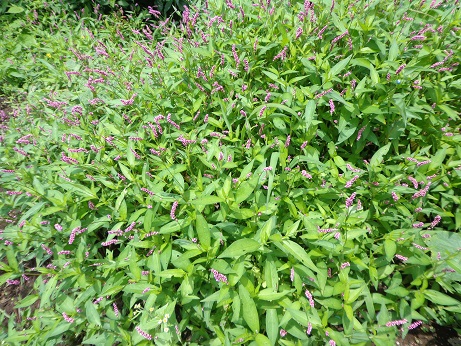 f:id:recoca1940:20190711093450j:plain
