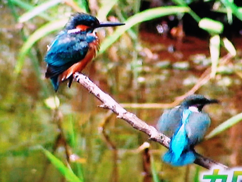 f:id:recoca1940:20190820104744j:plain f:id:recoca1940:20190820104744j:plain