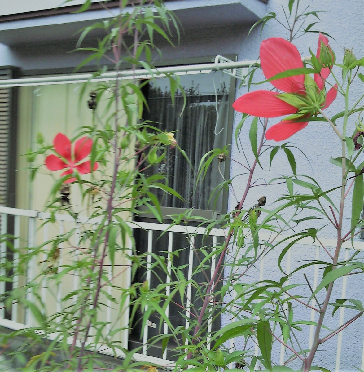 f:id:recoca1940:20190913091248j:plain f:id:recoca1940:20190913091248j:plain