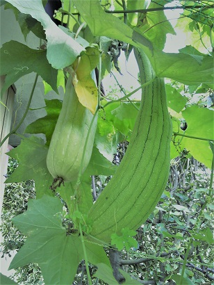 f:id:recoca1940:20190920101837j:plain