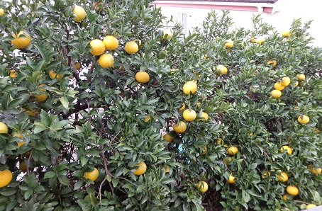 f:id:recoca1940:20191125094728j:plain